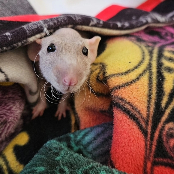 Kin - Picture 4 of 4